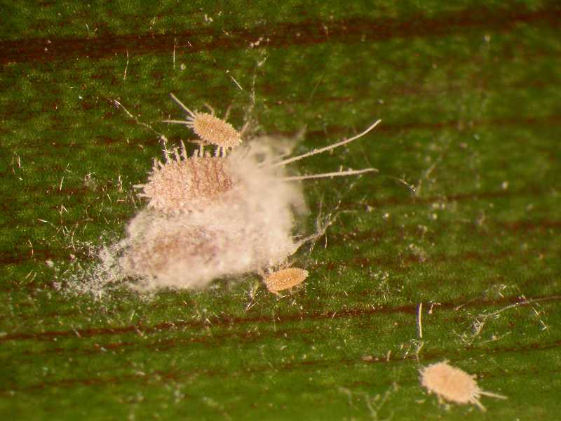 Mealybugs indoors